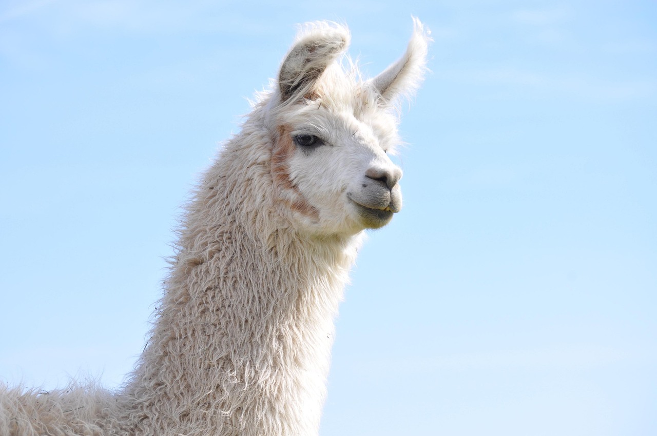 正规得流量卡：中山内裤购买平台