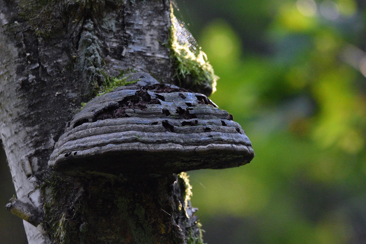 淘宝实名账号：没有app详情下载教程