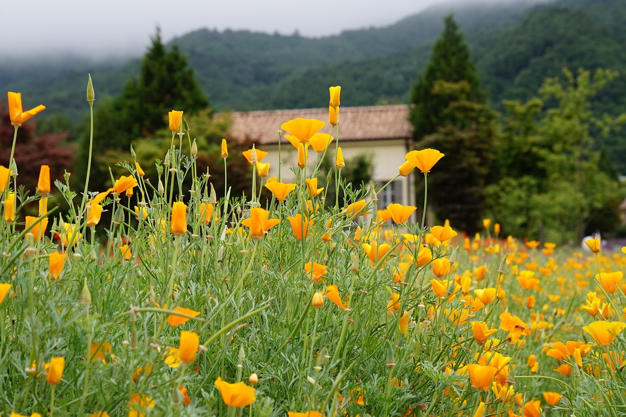 syn攻击|磁力猪app怎么详情下载教程